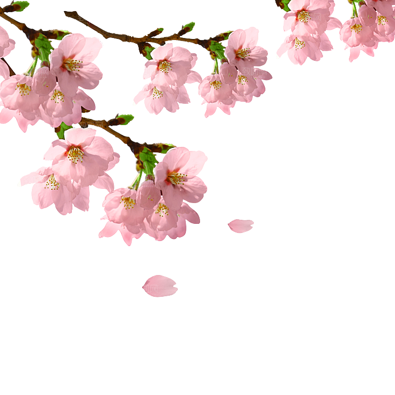 手绘粉红色樱花桃花梅花花朵PNG免抠素材