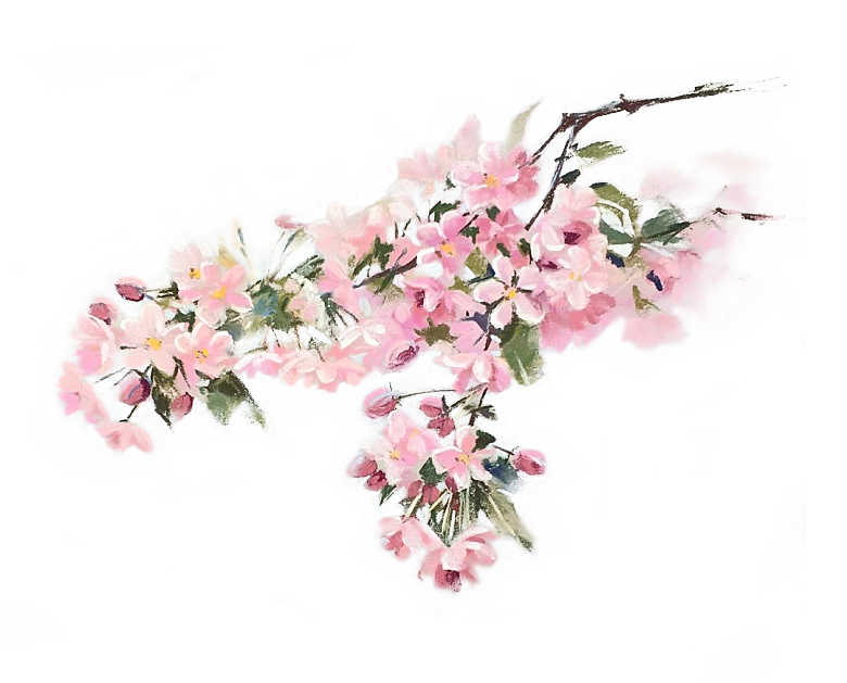 手绘粉红色樱花桃花梅花花朵PNG免抠素材