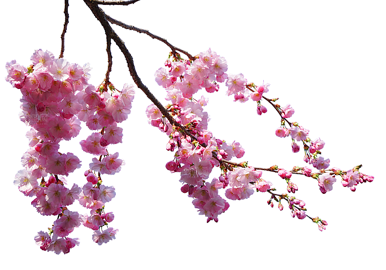 手绘粉红色樱花桃花梅花花朵PNG免抠素材