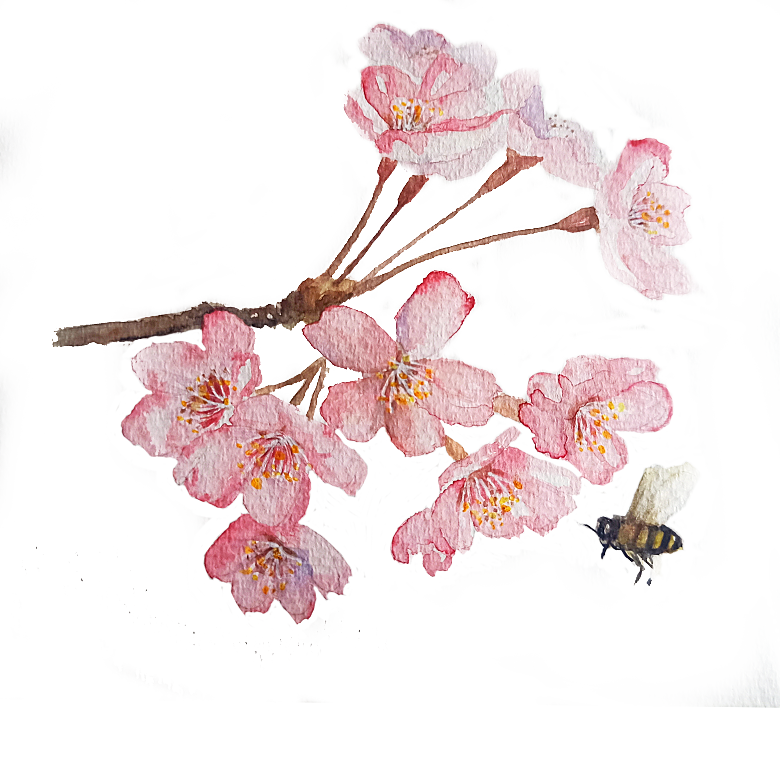 手绘粉红色樱花桃花梅花花朵PNG免抠素材