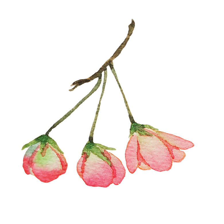 手绘粉红色樱花桃花梅花花朵PNG免抠