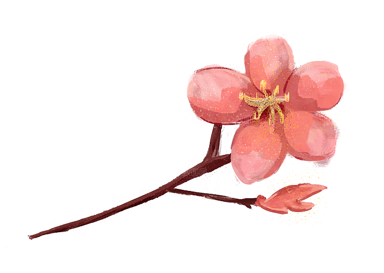 手绘粉红色樱花桃花梅花花朵PNG免抠素材
