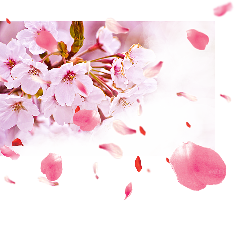 手绘粉红色樱花桃花梅花花朵PNG免抠素材