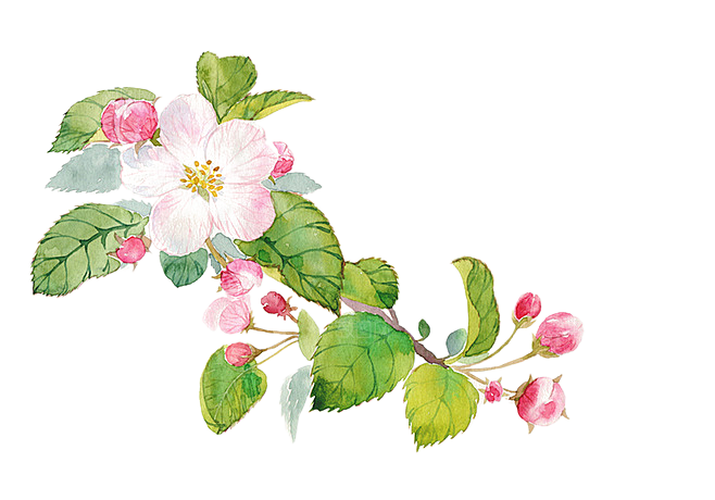 手绘粉红色樱花桃花梅花花朵PNG免抠素材