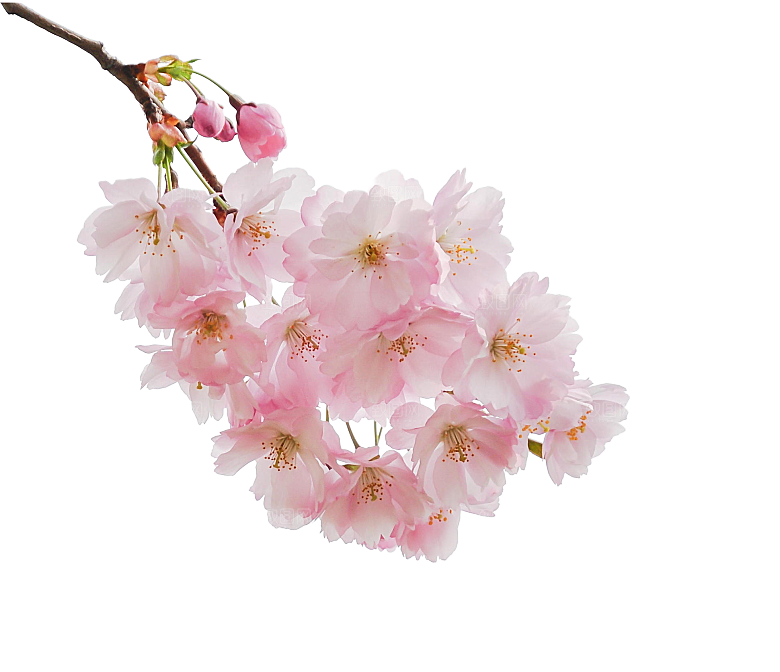 手绘粉红色樱花桃花梅花花朵PNG免抠素材