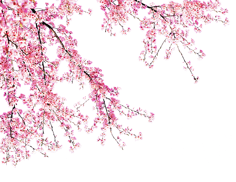手绘粉红色樱花桃花梅花花朵PNG免抠