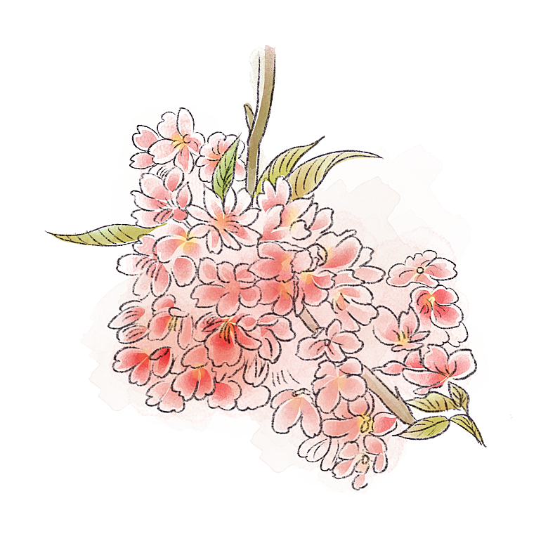 手绘粉红色樱花桃花梅花花朵PNG免抠素材