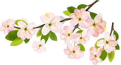 手绘粉红色樱花桃花梅花花朵PNG免抠素材