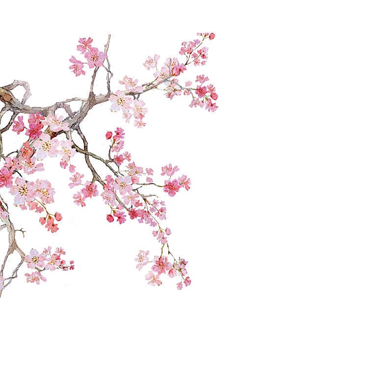 手绘粉红色樱花桃花梅花花朵PNG免抠素材