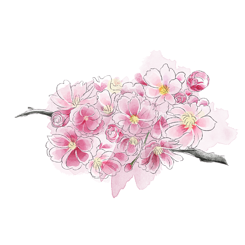 手绘粉红色樱花桃花梅花花朵PNG免抠