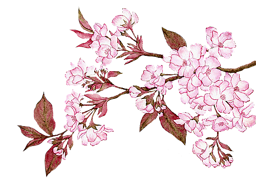 手绘粉红色樱花桃花梅花花朵PNG免抠素材