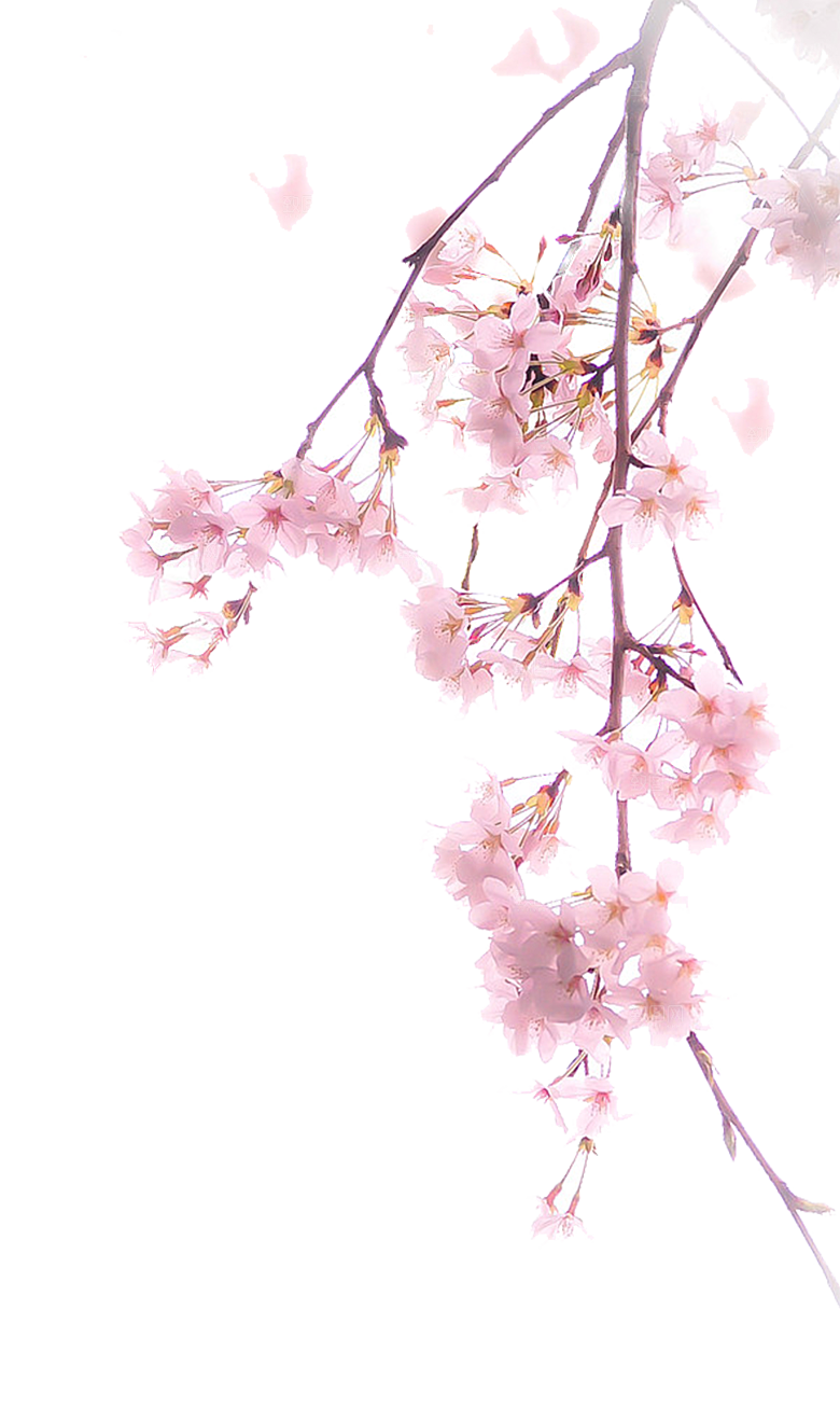 手绘粉红色樱花桃花梅花花朵PNG免抠素材