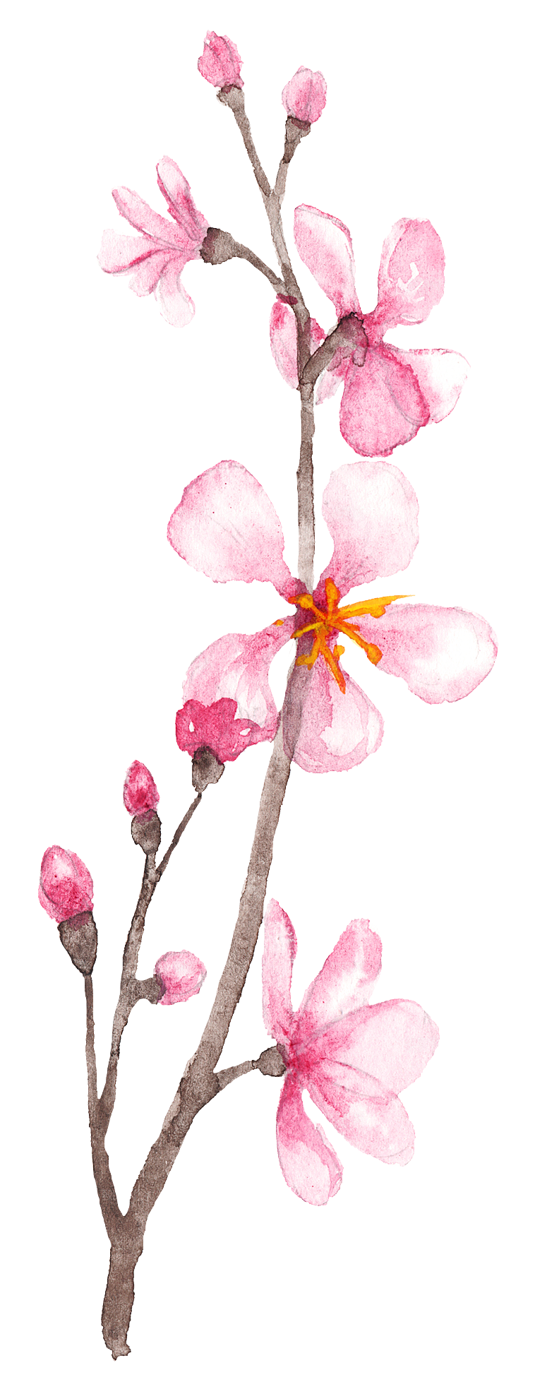 手绘粉红色樱花桃花梅花花朵PNG免抠