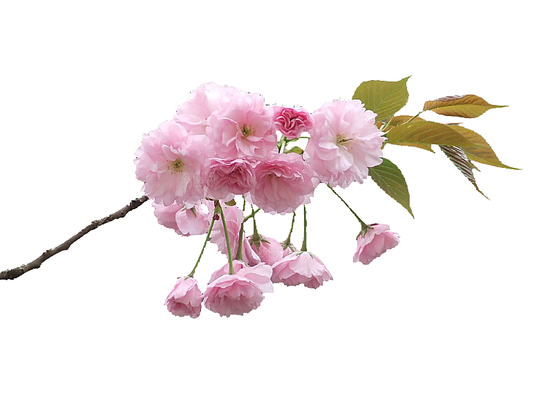 手绘粉红色樱花桃花梅花花朵PNG免抠图片