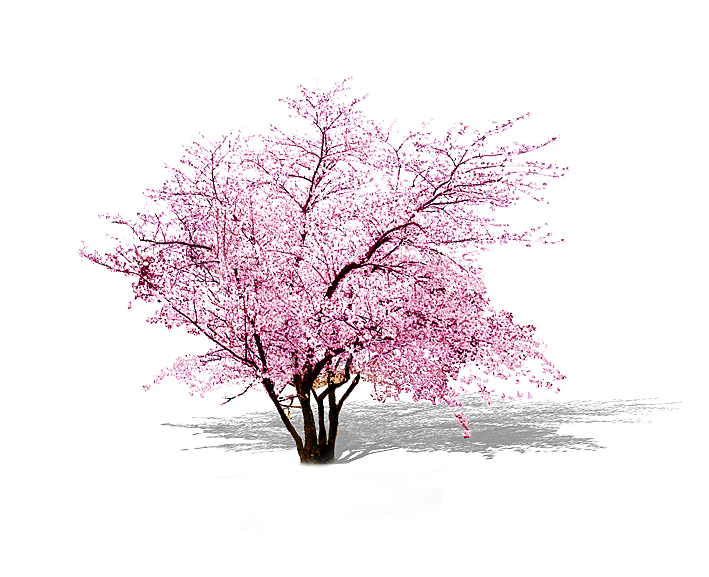 浪漫樱花树桃花插图背景PNG免抠