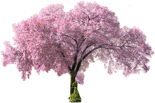 浪漫樱花树桃花插图背景PNG免抠