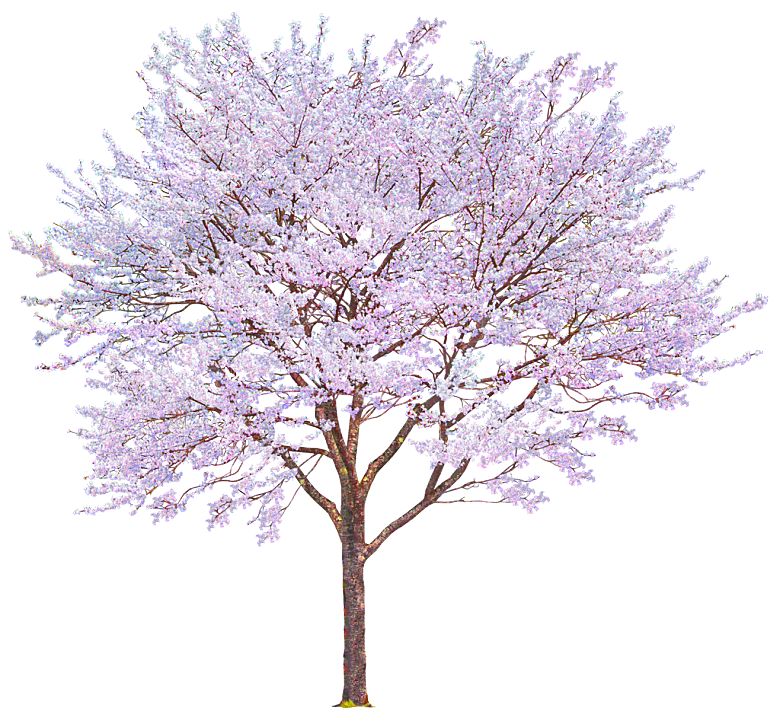 浪漫樱花树桃花插图背景PNG免抠