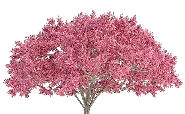 浪漫樱花树桃花插图背景PNG免抠