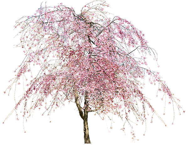 浪漫樱花树桃花插图背景PNG免抠