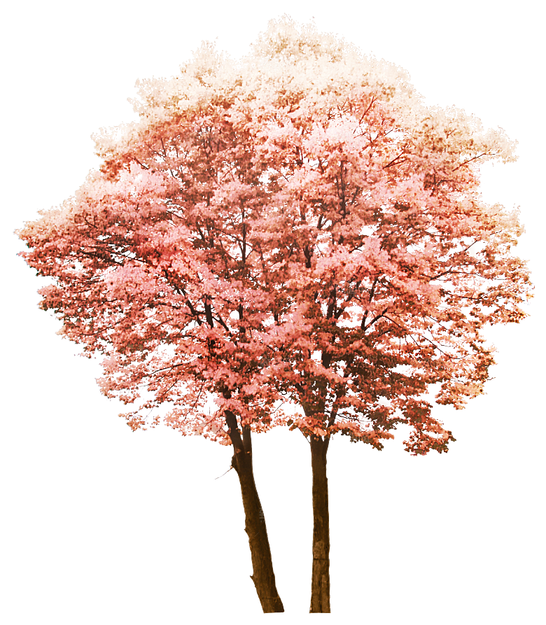浪漫樱花树桃花插图背景PNG免抠素材