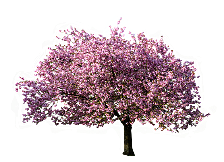 浪漫樱花树桃花插图背景PNG免抠