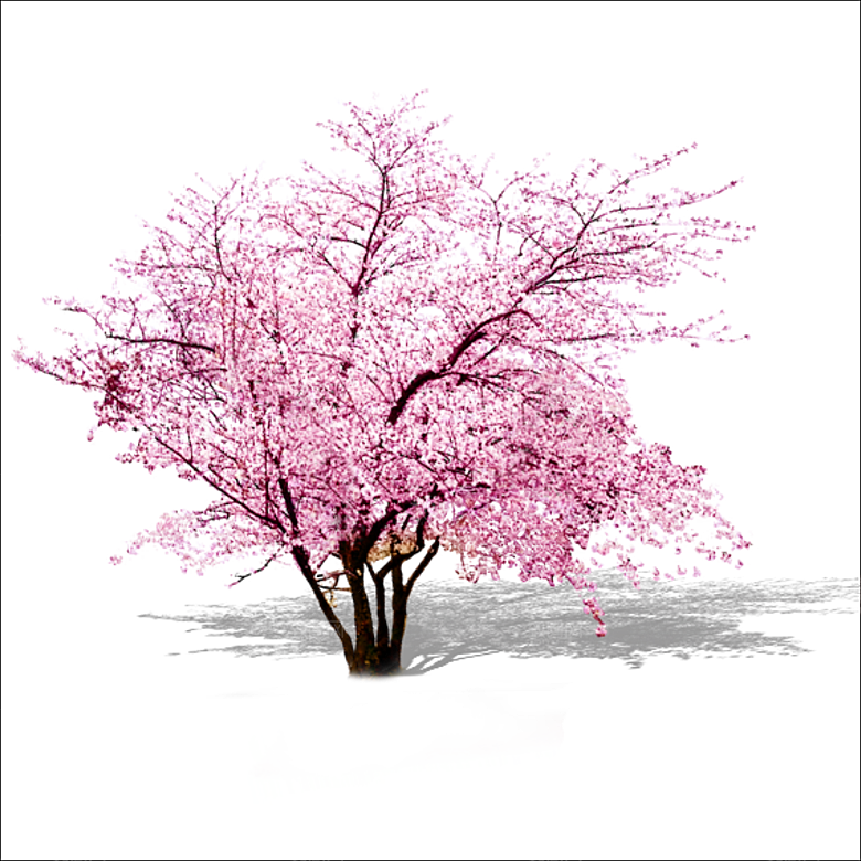 浪漫樱花树桃花插图背景PNG免抠