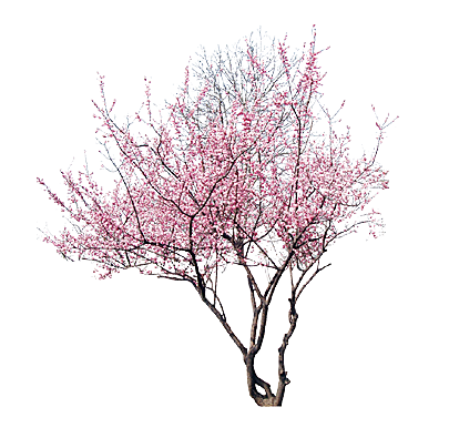 浪漫樱花树桃花插图背景PNG免抠