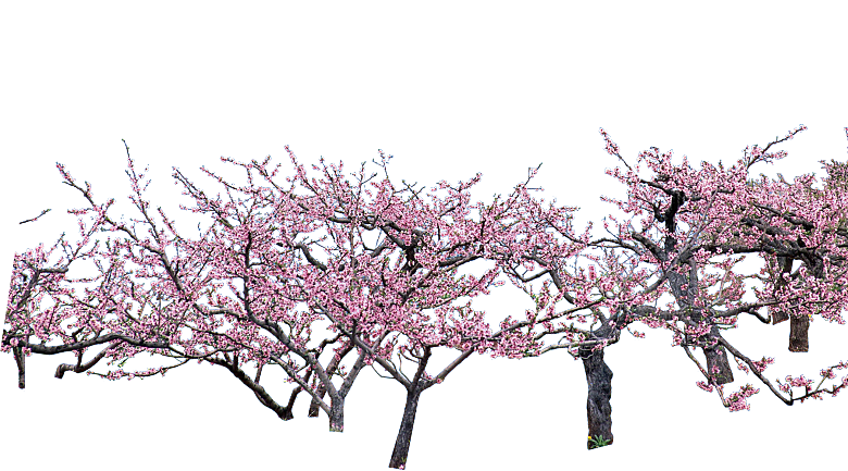 浪漫樱花树桃花插图背景PNG免抠素材