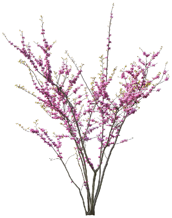 浪漫樱花树桃花插图背景PNG免抠素材