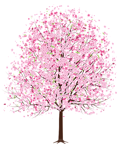 浪漫樱花树桃花插图背景PNG免抠