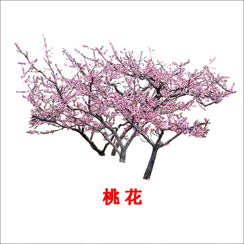 浪漫樱花树桃花插图背景PNG免抠
