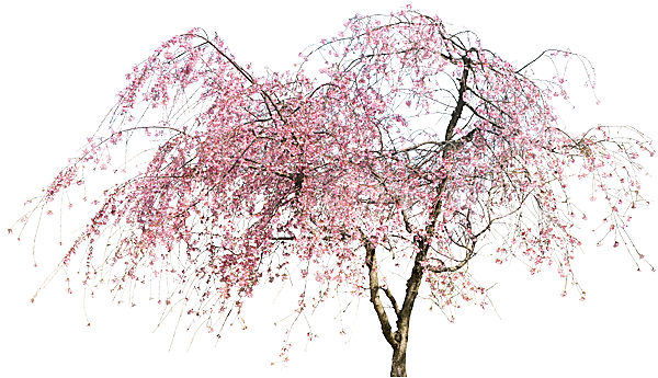 浪漫樱花树桃花插图背景PNG免抠素材