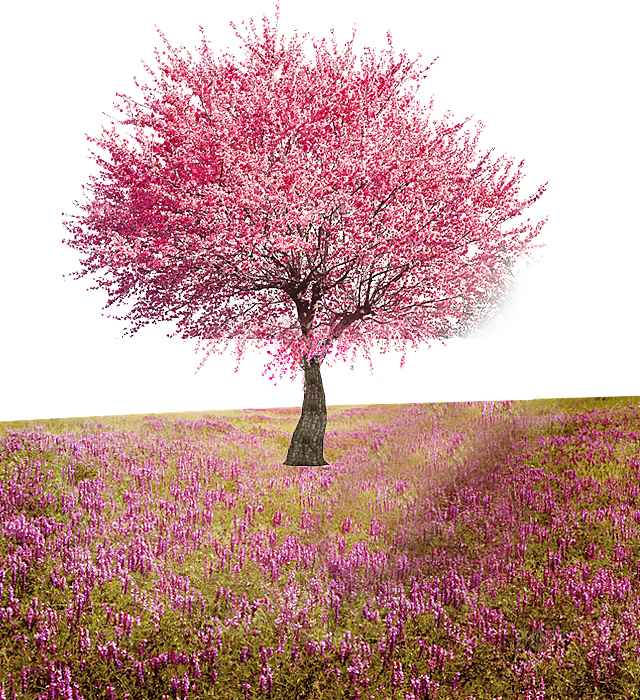浪漫樱花树桃花插图背景PNG免抠素材
