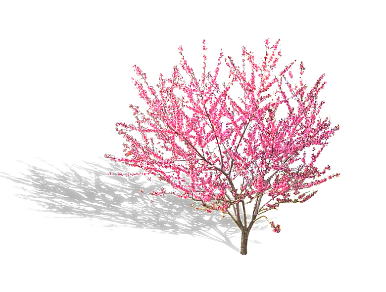 浪漫樱花树桃花插图背景PNG免抠