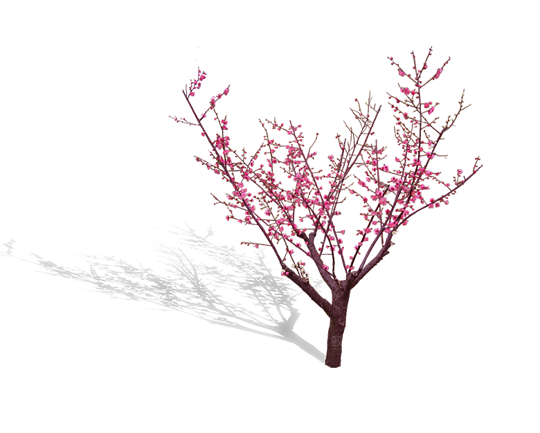 浪漫樱花树桃花插图背景PNG免抠