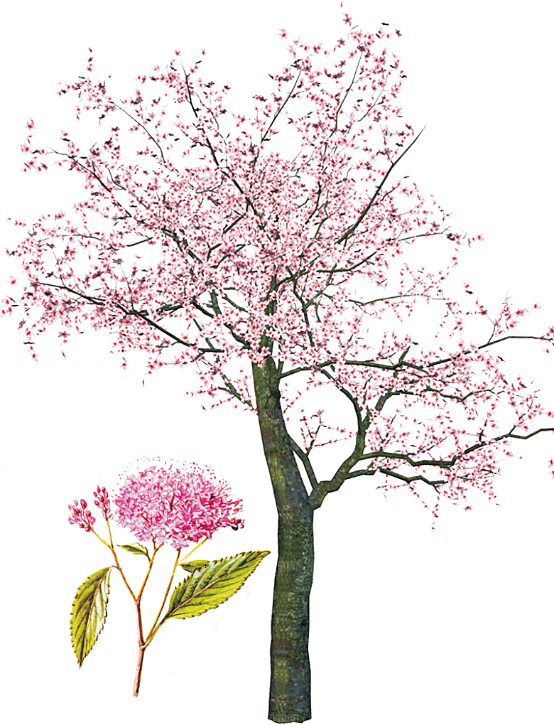 浪漫樱花树桃花插图背景PNG免抠素材