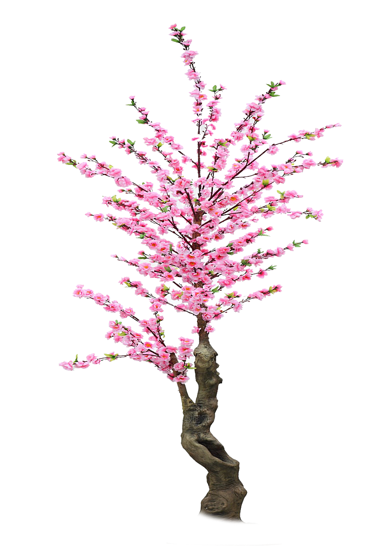 浪漫樱花树桃花插图背景PNG免抠