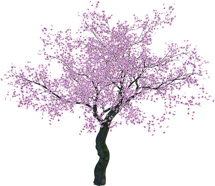 浪漫樱花树桃花插图背景PNG免抠素材