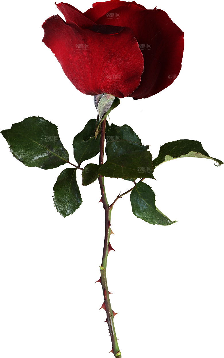 玫瑰花专题PNG图片各色玫瑰花瓣花枝