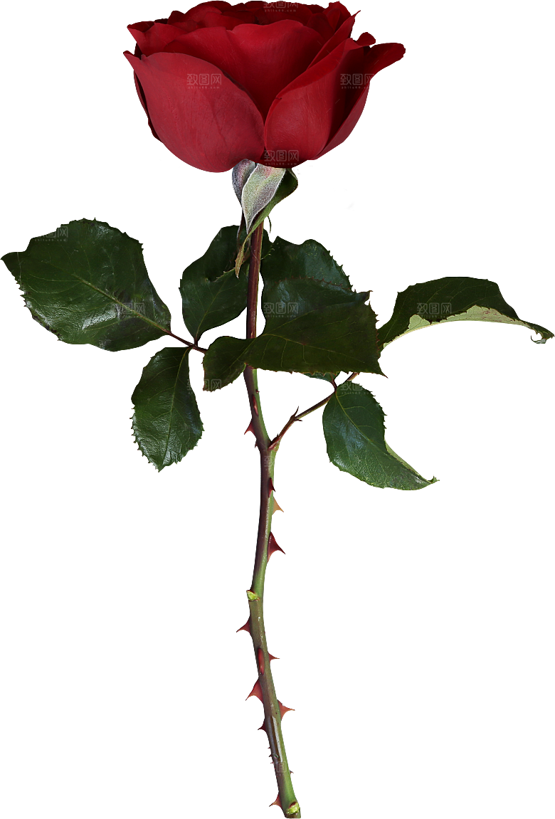 玫瑰花专题PNG图片各色玫瑰花瓣花枝素材