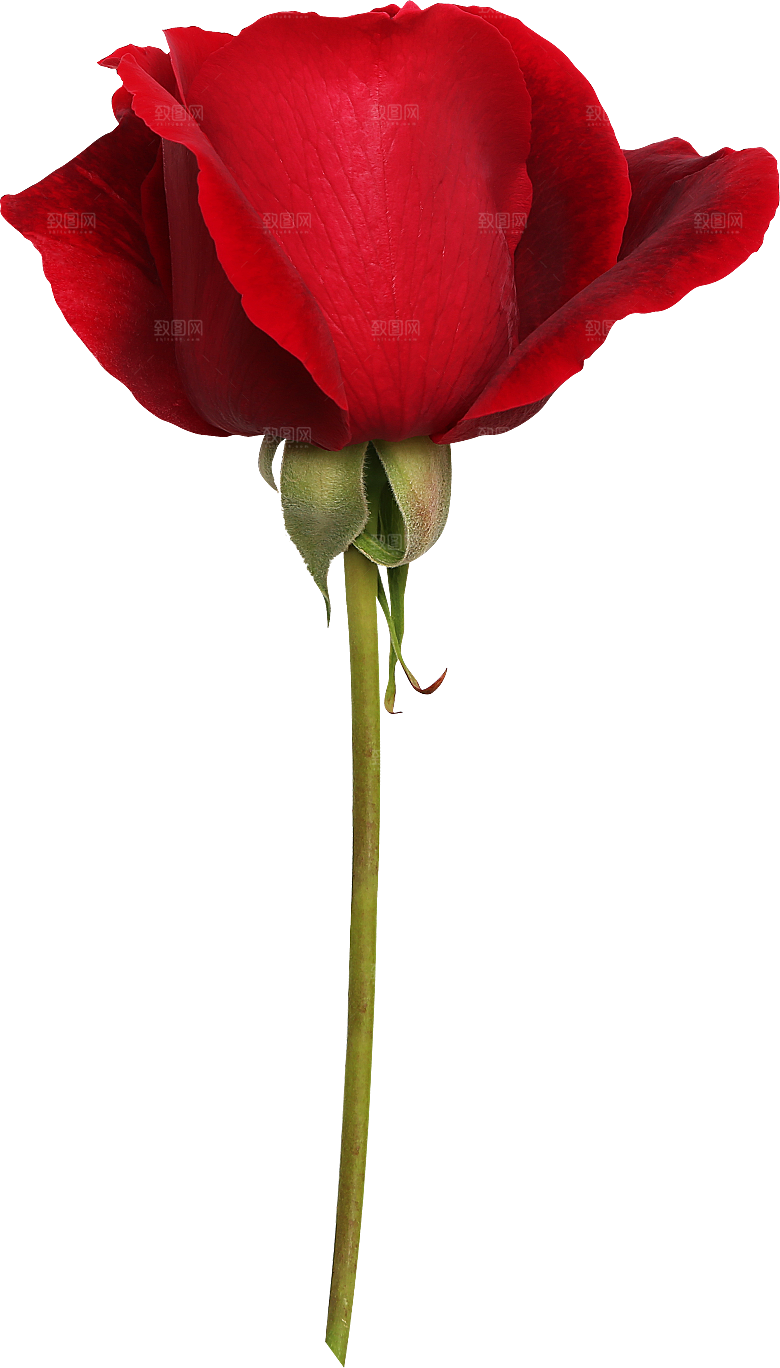 玫瑰花专题PNG图片各色玫瑰花瓣花枝素材