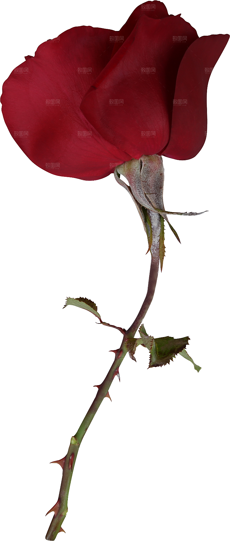 玫瑰花专题PNG图片各色玫瑰花瓣花枝素材