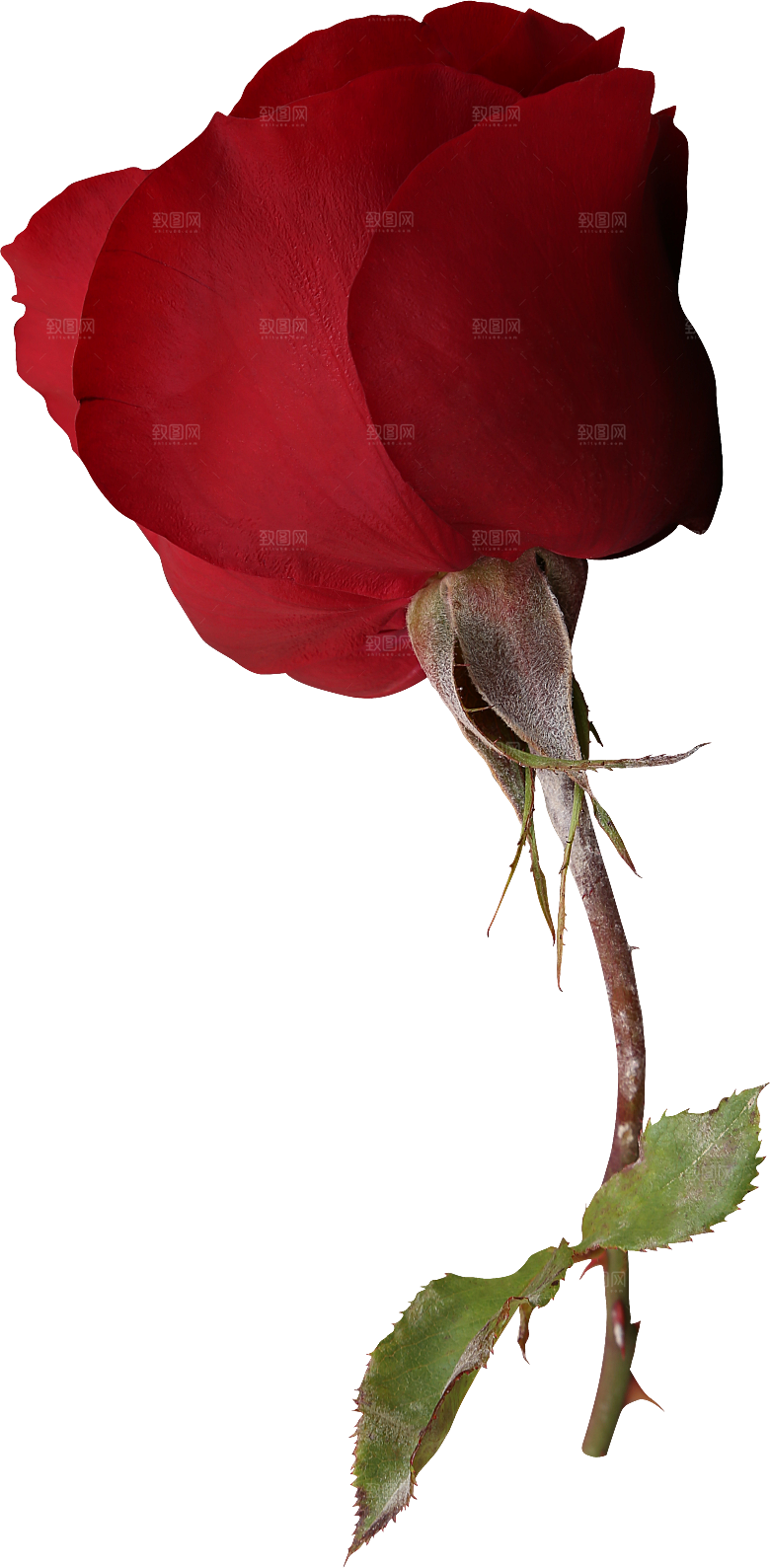 玫瑰花专题PNG图片各色玫瑰花瓣花枝素材