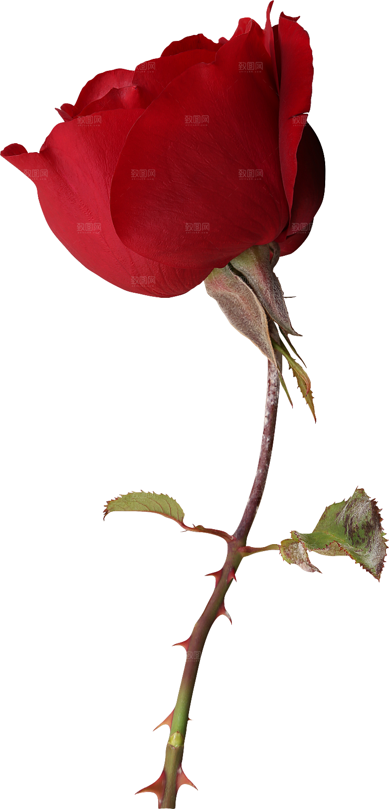 玫瑰花专题PNG图片各色玫瑰花瓣花枝素材