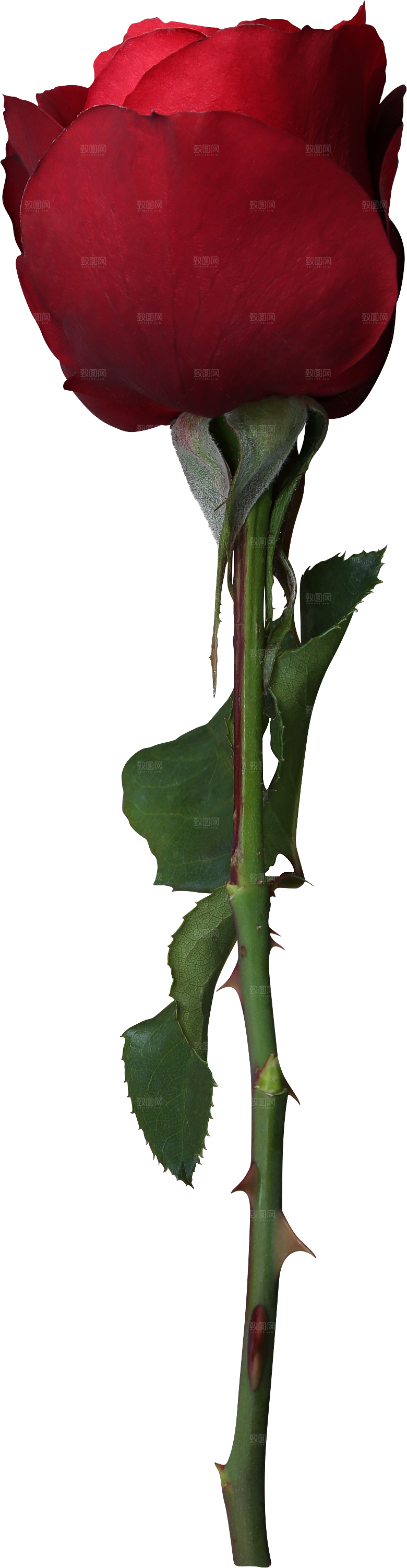玫瑰花专题PNG图片各色玫瑰花瓣花枝素材
