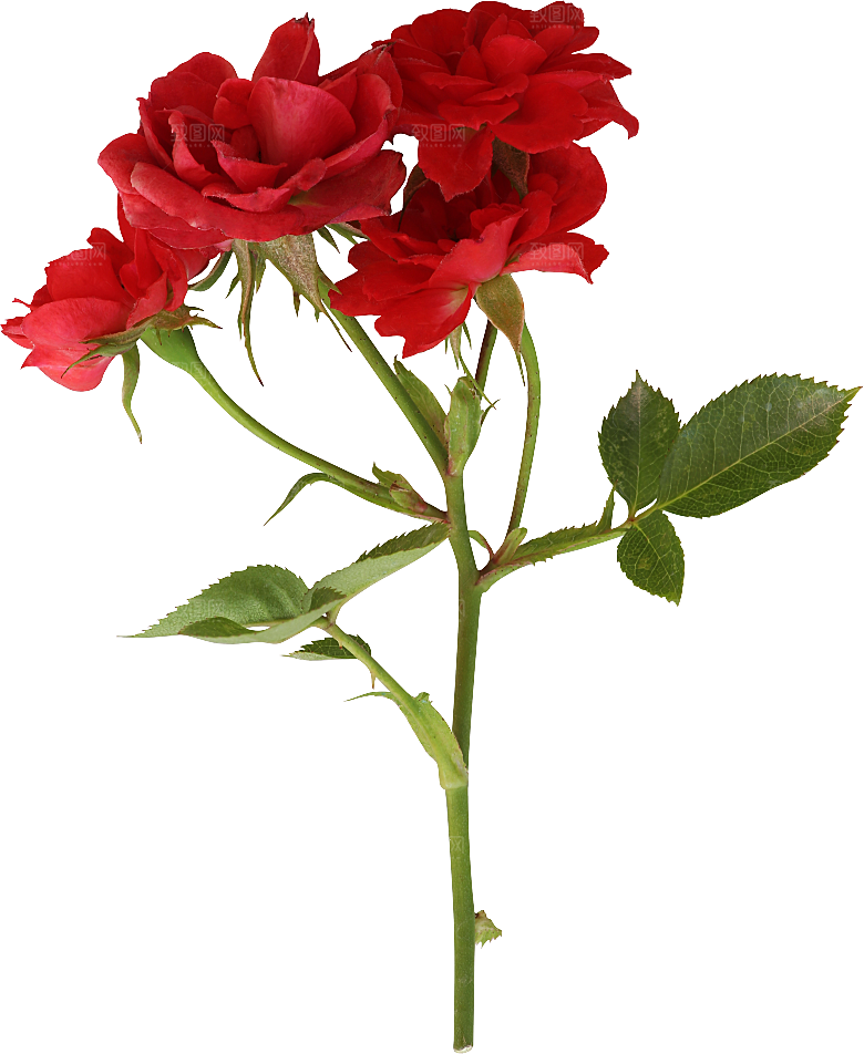 玫瑰花专题PNG图片各色玫瑰花瓣花枝素材