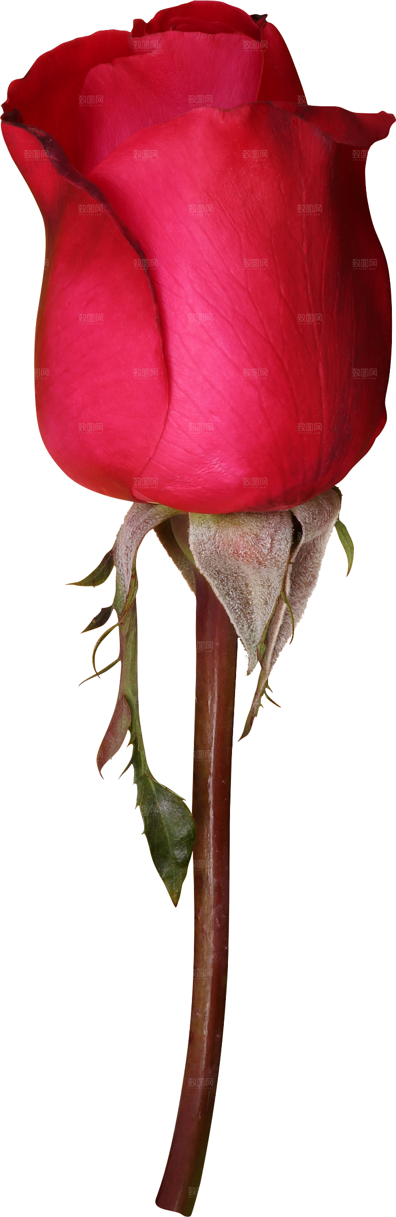 玫瑰花专题PNG图片各色玫瑰花瓣花枝素材