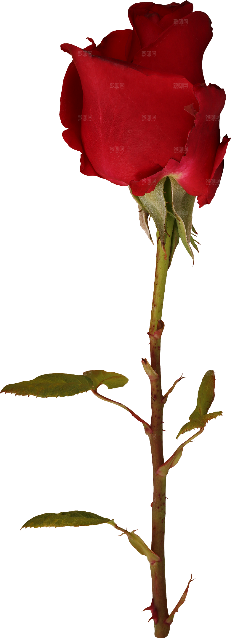 玫瑰花专题PNG图片各色玫瑰花瓣花枝素材