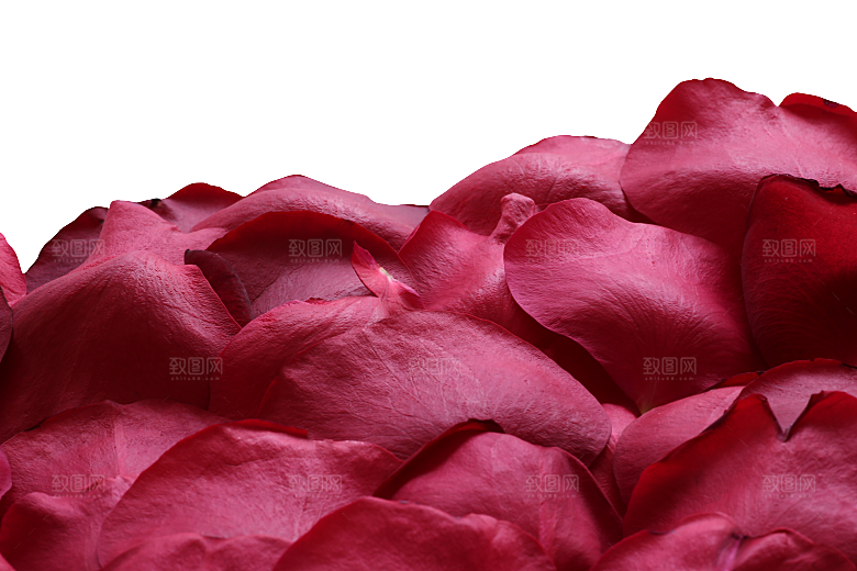 玫瑰花专题PNG图片各色玫瑰花瓣花枝