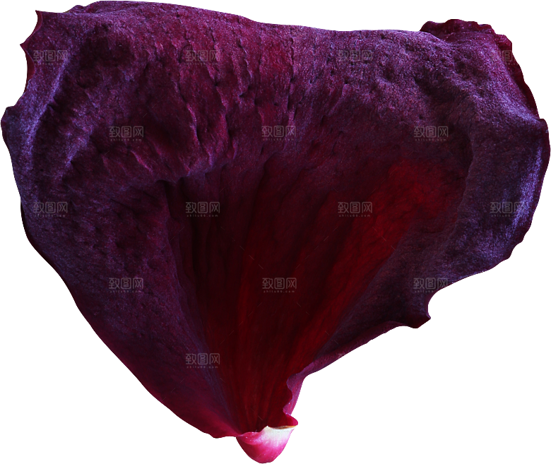 玫瑰花专题PNG图片各色玫瑰花瓣花枝